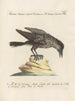 Ornithologie methodisch verteerd Pl158 - Saverio Manetti — weergave van het kunstwerk