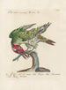 Ornithologia methodice digesta Pl160 - Saverio Manetti — weergave van het kunstwerk