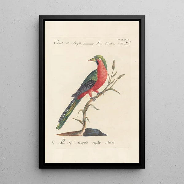 Ornithologia methodice digesta Pl178 - Saverio Manetti — ingelijst kunstwerk aan de muur