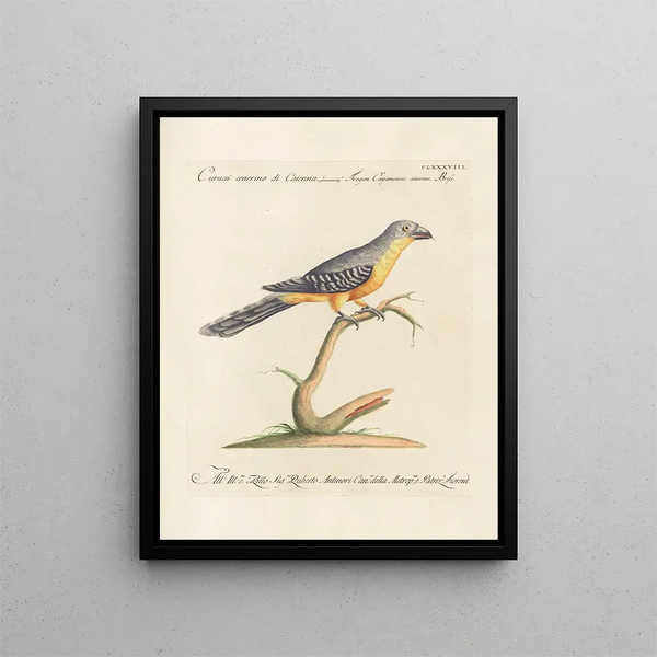 L'ornithologie heeft methodisch verteerd Pl179 - Saverio Manetti — ingelijst kunstwerk aan de muur