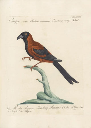 Saverio Manetti - Ornithologia methodice digesta Pl183.webp