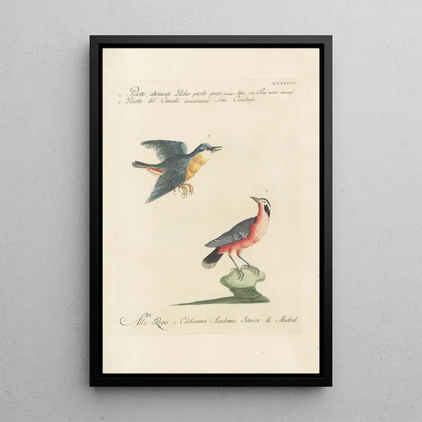 Ornithologia methodice digesta Pl184 - Saverio Manetti — ingelijst kunstwerk aan de muur