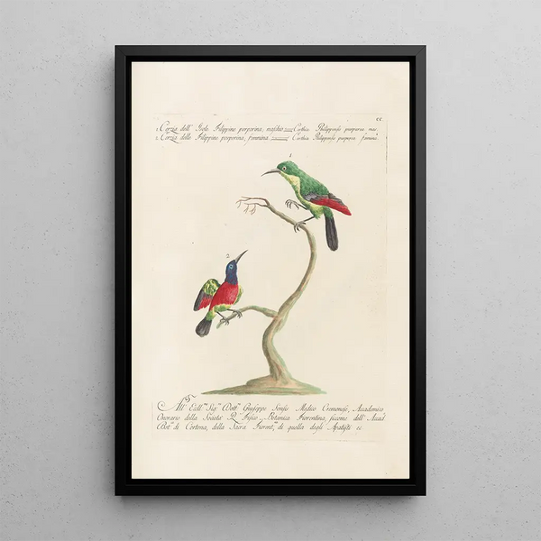 Ornithologia methodice digesta Pl187 - Saverio Manetti — ingelijst kunstwerk aan de muur