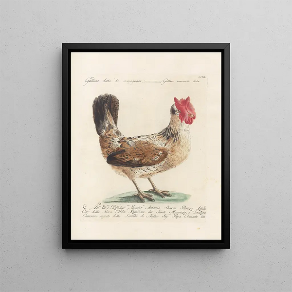 Saverio Manetti - Ornithologia methodice digesta Pl193.webp