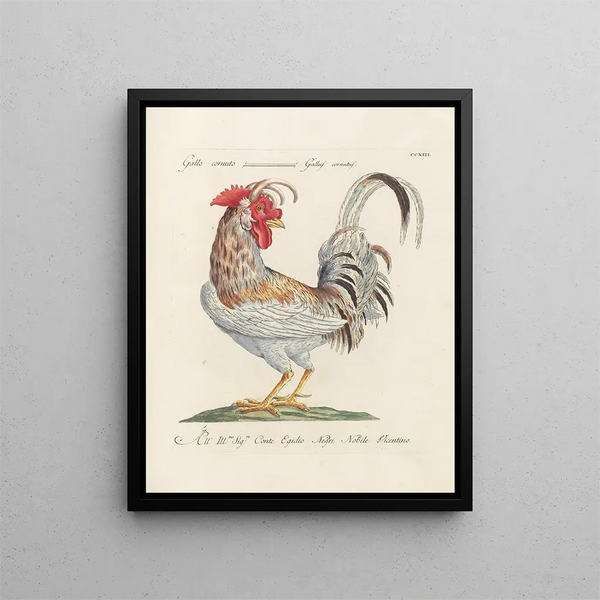 L'ornithologie a méthodiquement gedigestieerd Pl195 - Saverio Manetti — ingelijst kunstwerk aan de muur