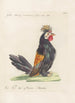 Ornithologia methodice digesta Pl198 - Saverio Manetti — weergave van het kunstwerk