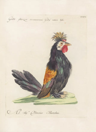 Saverio Manetti - Ornithologia methodice digesta Pl198.webp