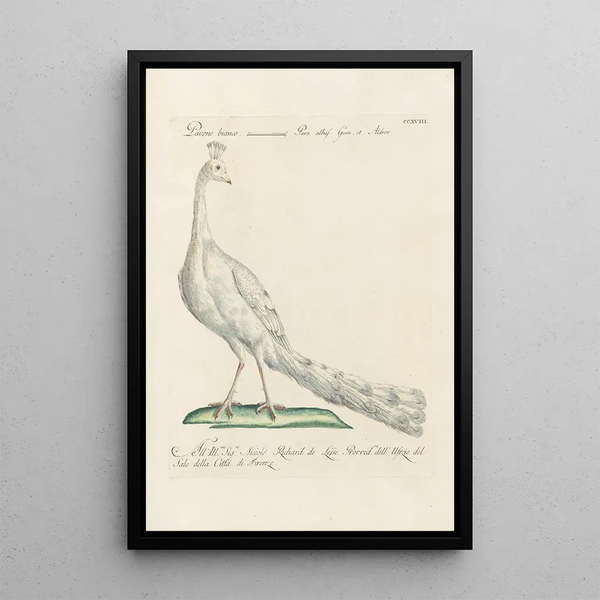 Ornithologia methodice digesta Pl200 - Saverio Manetti — ingelijst kunstwerk aan de muur