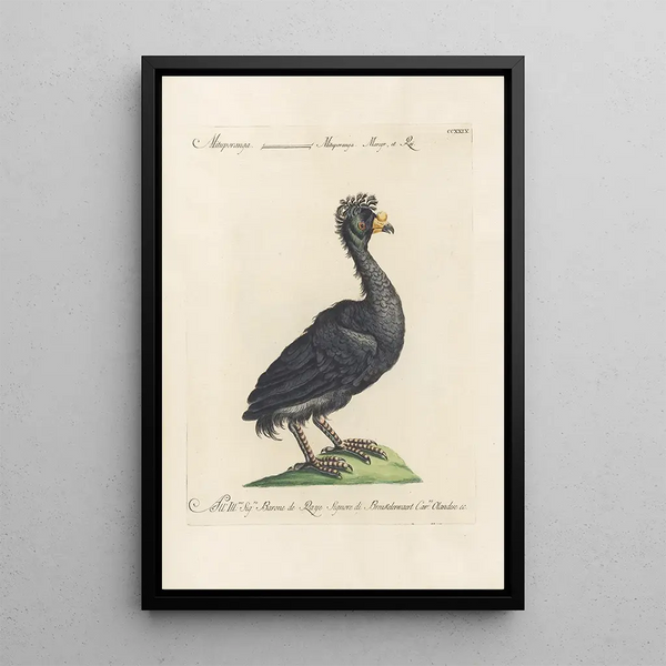 Ornithologia methodice digesta Pl211 - Saverio Manetti — ingelijst kunstwerk aan de muur