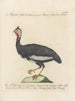 L'ornithologie kunstdruk methodisch verteerd Pl212 - Saverio Manetti — weergave van het kunstwerk
