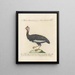 L'ornithologie kunstdruk methodisch verteerd Pl212 - Saverio Manetti — ingelijst kunstwerk aan de muur
