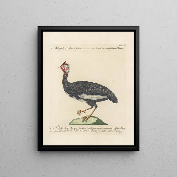 L'ornithologie kunstdruk methodisch verteerd Pl212 - Saverio Manetti — ingelijst kunstwerk aan de muur