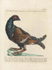 L'ornithologie kunstdruk methodisch verteerd Pl217 - Saverio Manetti — weergave van het kunstwerk