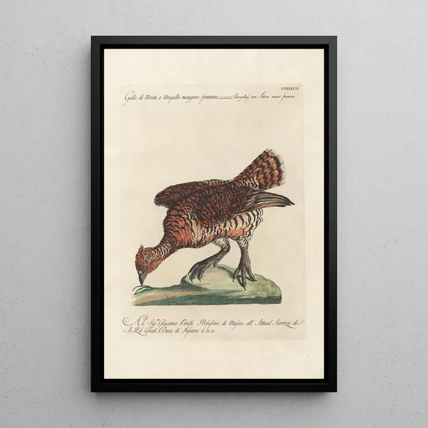 Ornithologia methodice digesta Pl219 - Saverio Manetti — ingelijst kunstwerk aan de muur