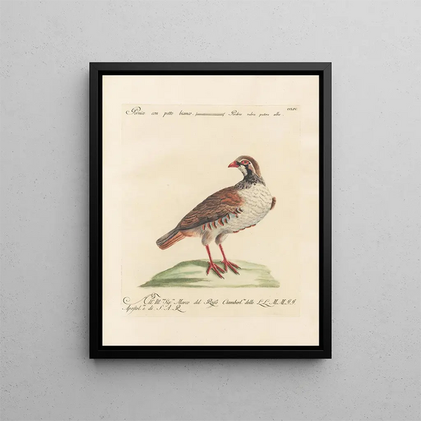 Saverio Manetti - Ornithologia methodice digesta Pl236.webp