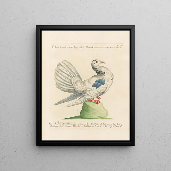 Vogelkennis systematisch verwerkt Pl250 - Saverio Manetti — ingelijst kunstwerk aan de muur