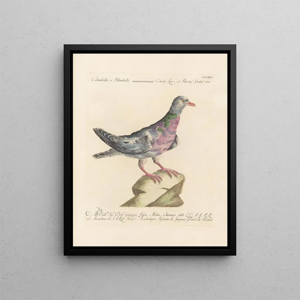 L'ornithologie methodisch verteerd Schilderij Pl253 - Saverio Manetti — ingelijst kunstwerk aan de muur
