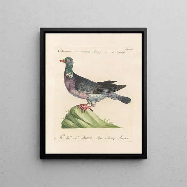 L'ornithologie systematisch verteerd Kunstdruk Pl254 - Saverio Manetti — ingelijst kunstwerk aan de muur