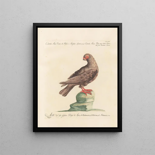 L'ornithologie methodisch verteerd Pl257 - Saverio Manetti — ingelijst kunstwerk aan de muur