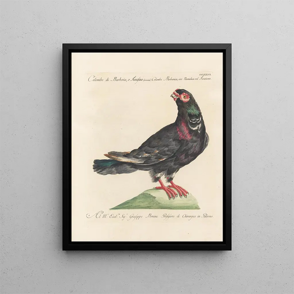 Saverio Manetti - Ornithologia methodice digesta Pl258.webp