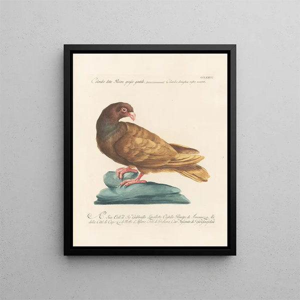 Vogelwereld systematisch geordend Schilderij Pl259 - Saverio Manetti — ingelijst kunstwerk aan de muur