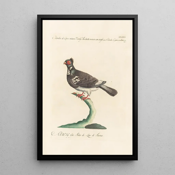 Ornithologia methodice digesta Pl262 - Saverio Manetti — ingelijst kunstwerk aan de muur