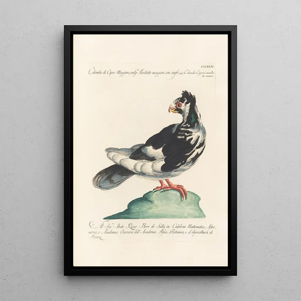 Ornithologia methodice digesta Pl263 - Saverio Manetti — ingelijst kunstwerk aan de muur