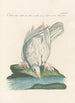 Ornithologia methodice digesta Pl264 - Saverio Manetti — artwork view