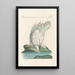 Ornithologia methodice digesta Pl264 - Saverio Manetti — framed artwork on a wall
