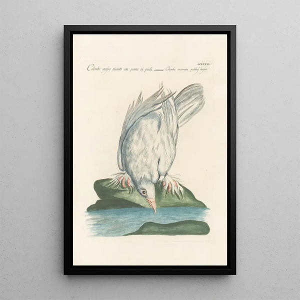 Ornithologia methodice digesta Pl264 - Saverio Manetti — ingelijst kunstwerk aan de muur