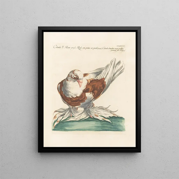 Vogelkennis systematisch geordend Pl265 - Saverio Manetti — ingelijst kunstwerk aan de muur