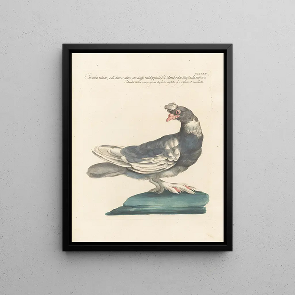 L'ornithologie methodisch verteerd Pl267 - Saverio Manetti — ingelijst kunstwerk aan de muur