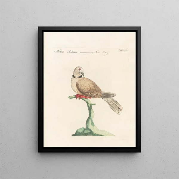 Vogelwereld systematisch geordend Schilderij Pl269 - Saverio Manetti — ingelijst kunstwerk aan de muur