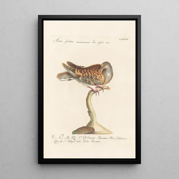 Ornithologia methodice digesta Pl270 - Saverio Manetti — ingelijst kunstwerk aan de muur