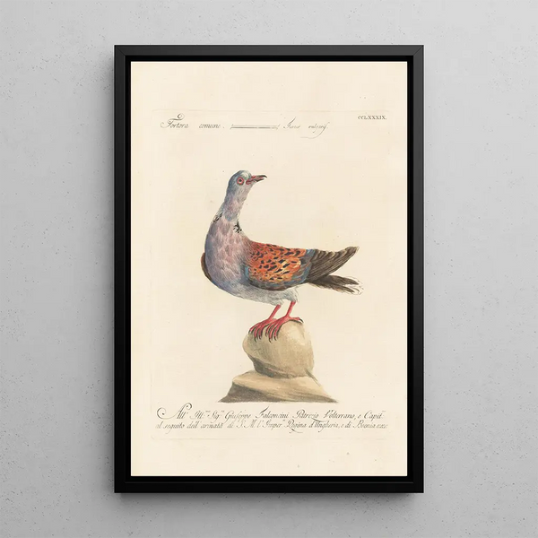 Ornithologia methodice digesta Pl271 - Saverio Manetti — ingelijst kunstwerk aan de muur