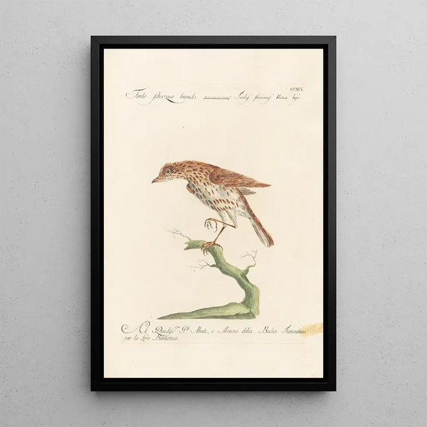 Ornithologia methodice digesta Pl273 - Saverio Manetti — ingelijst kunstwerk aan de muur