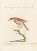 Ornithologia methodice digesta Pl273 - Saverio Manetti — artwork view