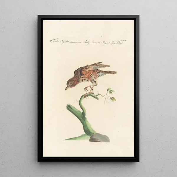 Ornithologia methodice digesta Pl275 - Saverio Manetti — ingelijst kunstwerk aan de muur