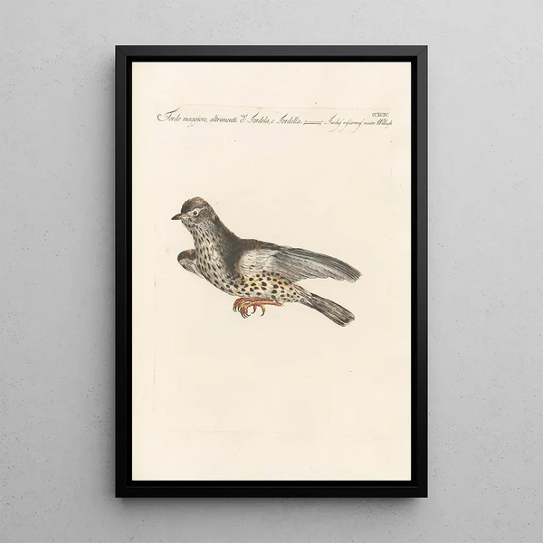 Ornithologia methodice digesta Pl276 - Saverio Manetti — ingelijst kunstwerk aan de muur