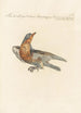 Ornithologia methodice digesta Pl277 - Saverio Manetti — artwork view