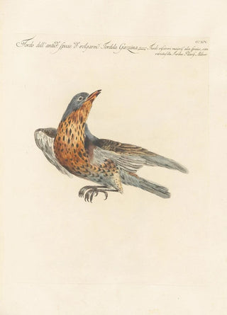 Saverio Manetti - Ornithologia methodice digesta Pl277.webp