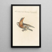 Ornithologia methodice digesta Pl277 - Saverio Manetti — framed artwork on a wall