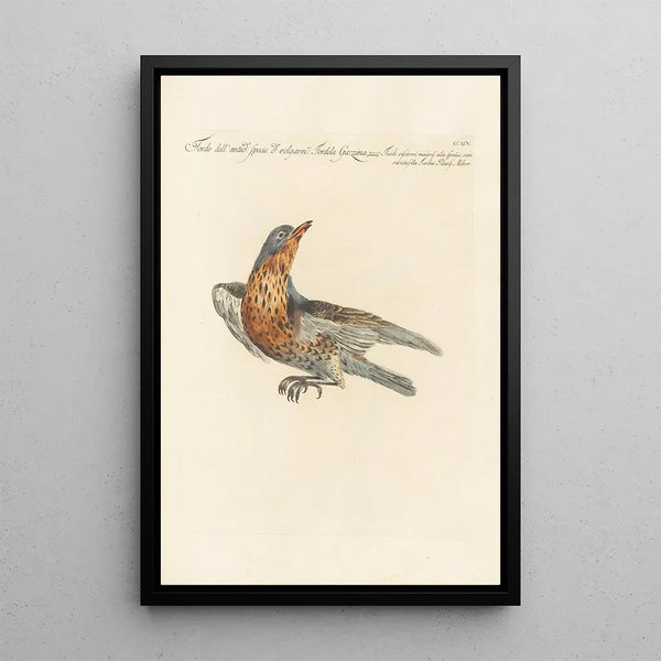 Ornithologia methodice digesta Pl277 - Saverio Manetti — ingelijst kunstwerk aan de muur