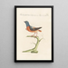 Ornithologia methodice digesta Pl278 - Saverio Manetti — framed artwork on a wall