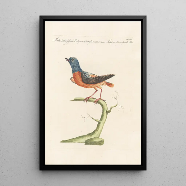 Ornithologia methodice digesta Pl278 - Saverio Manetti — ingelijst kunstwerk aan de muur