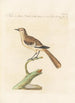 Ornithologia methodice digesta Pl280 - Saverio Manetti — artwork view