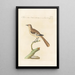 Ornithologia methodice digesta Pl280 - Saverio Manetti — framed artwork on a wall