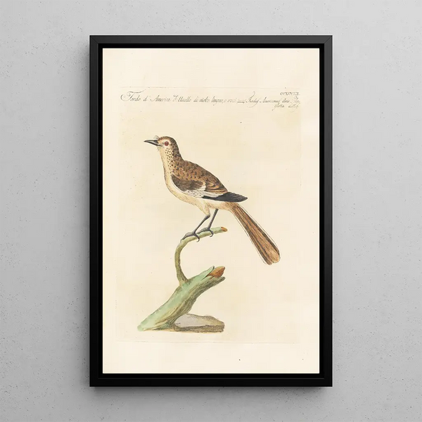 Ornithologia methodice digesta Pl280 - Saverio Manetti — ingelijst kunstwerk aan de muur