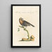 Ornithologia methodice digesta Pl282 - Saverio Manetti — framed artwork on a wall