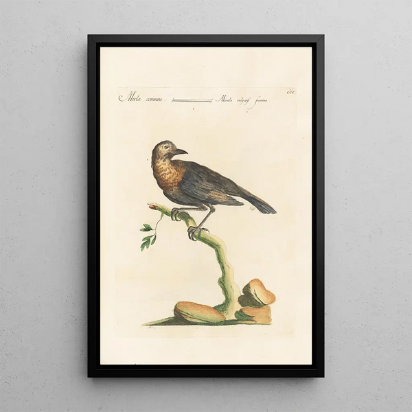 Ornithologia methodice digesta Pl282 - Saverio Manetti — ingelijst kunstwerk aan de muur